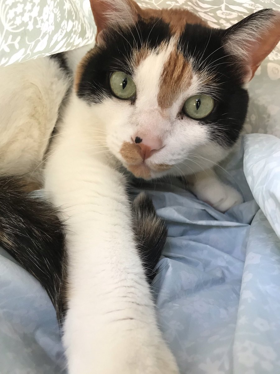 猫 #三毛猫を見せつける会 #三毛猫 #猫がいる暮らし