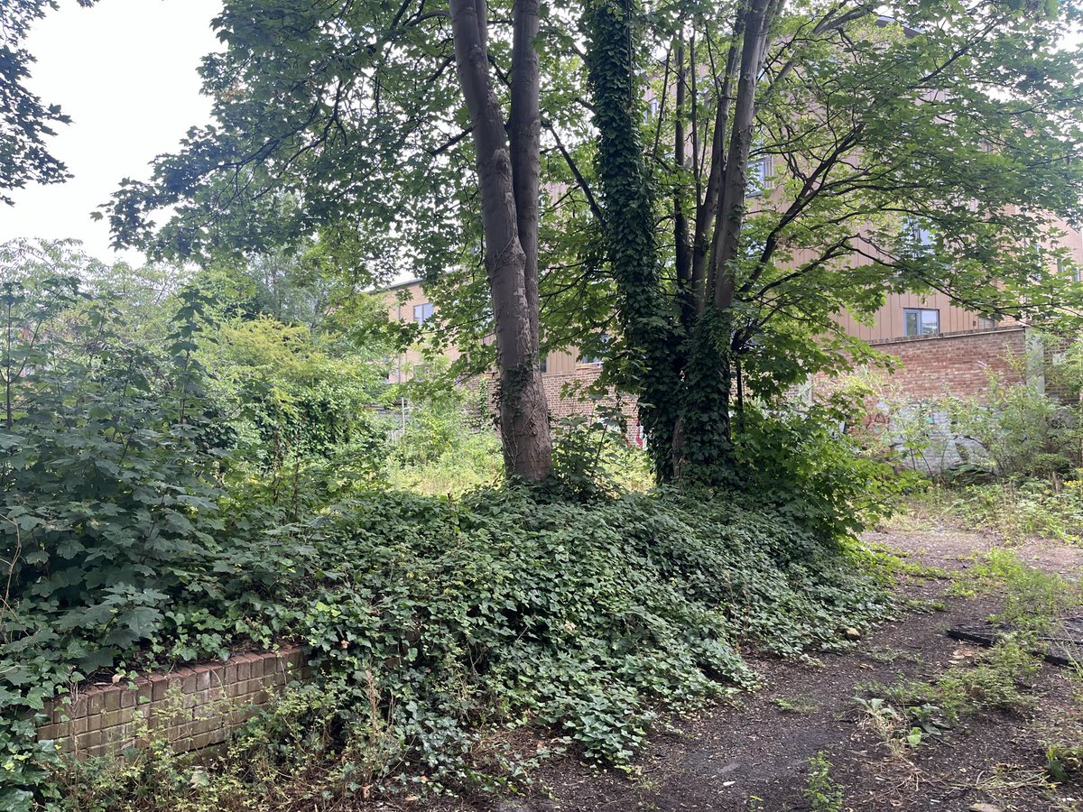 Ladywell Live tweet media