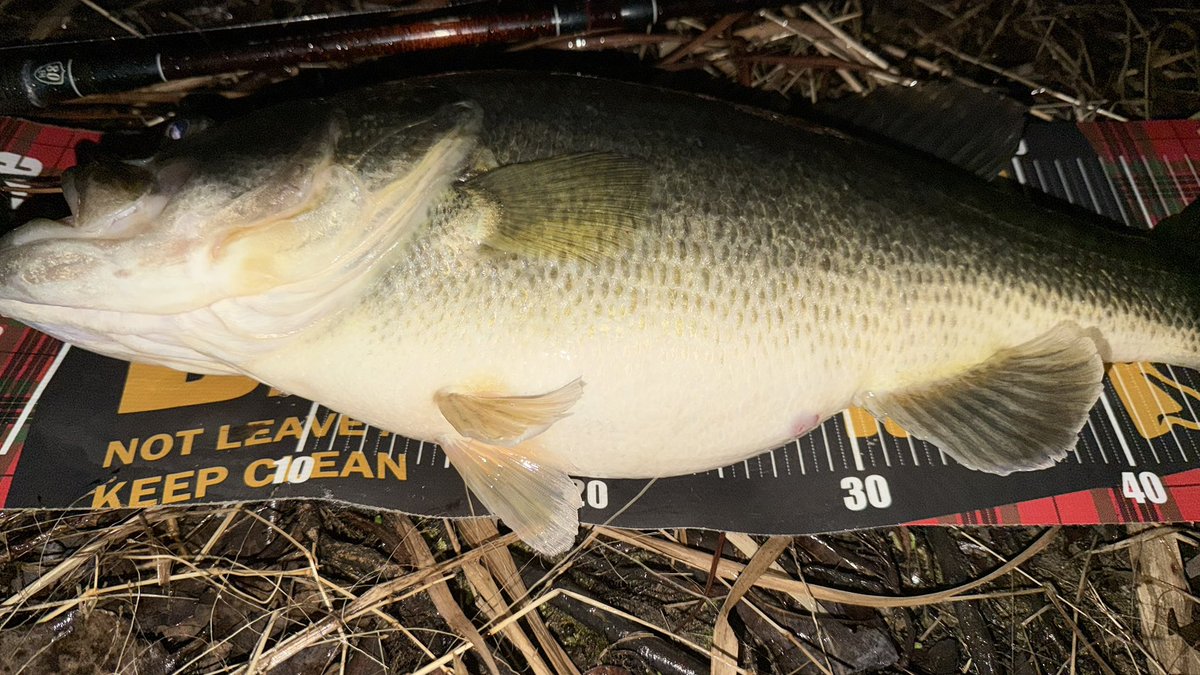 Yuuto🎣 tweet media