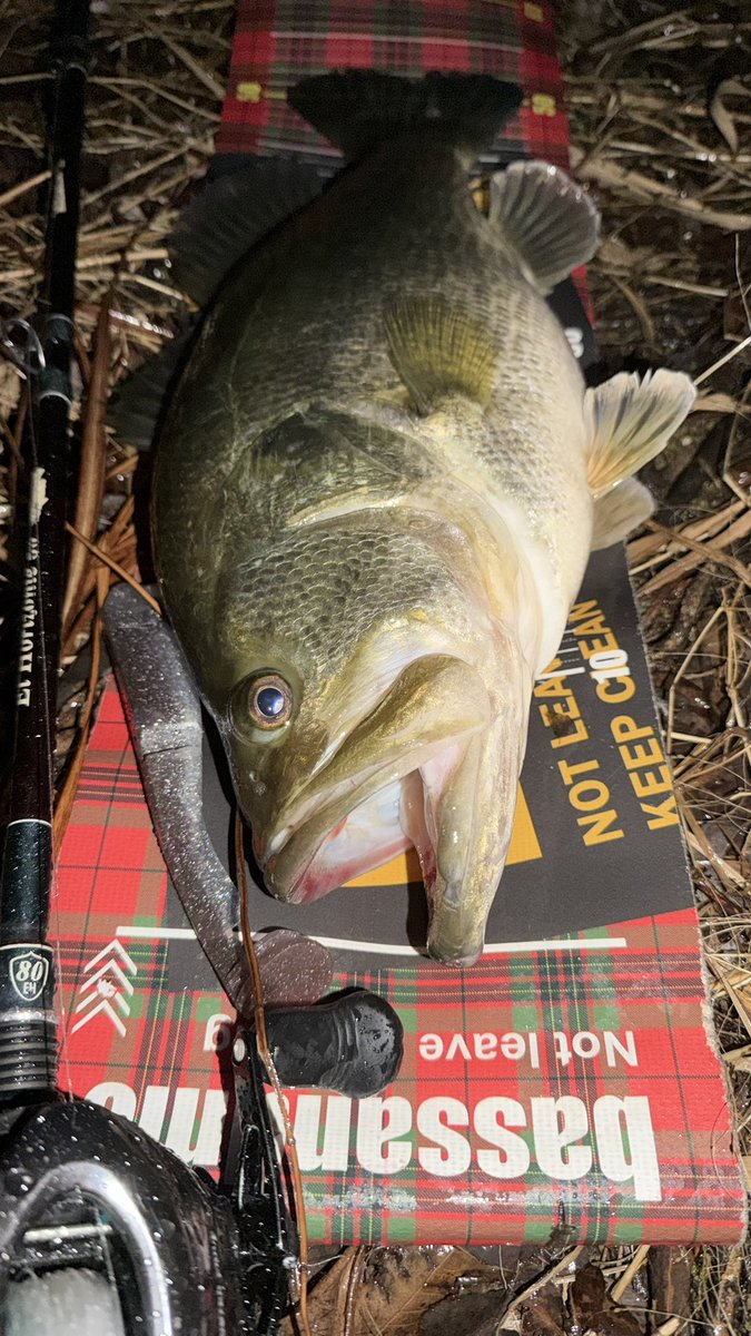 Yuuto🎣 tweet media