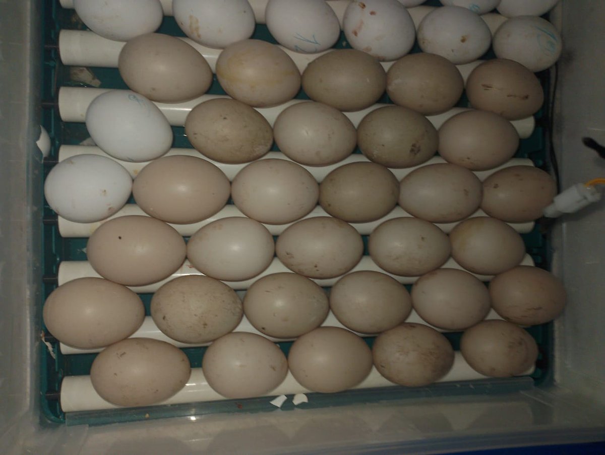 cyb_ai's tweet photo. We have great news ! we’ve received #goose eggs, and even better, our #turkey has finally started laying eggs. #cicadafarm https://t.co/NIkkjplAN4