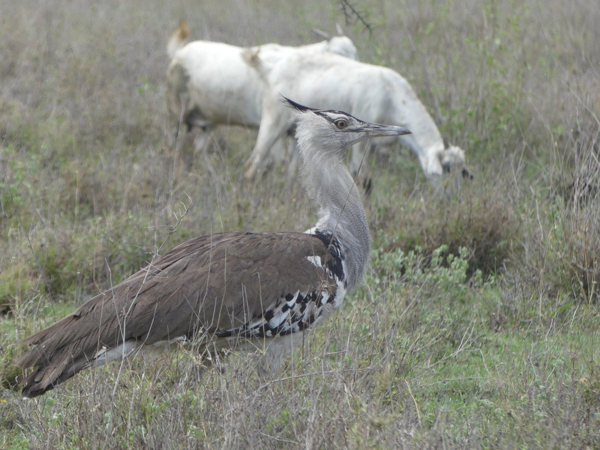 Photos for Trees Kenya🌳 tweet media