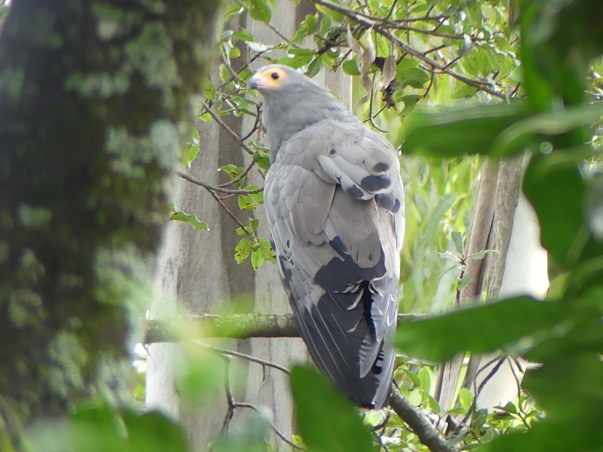 Photos for Trees Kenya🌳 tweet media