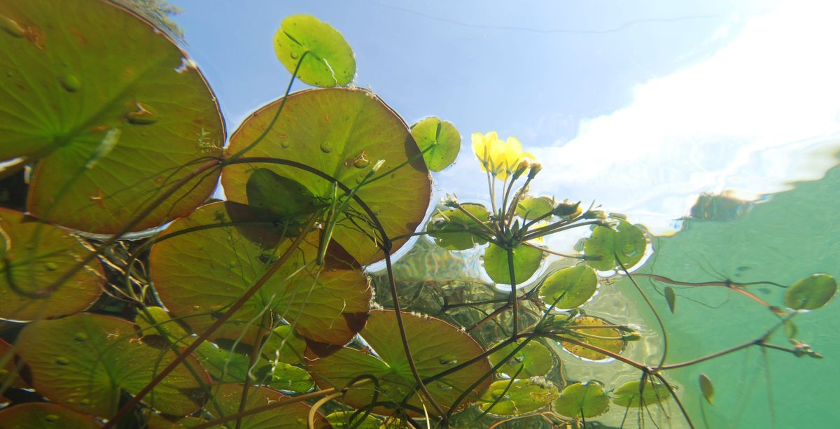 Conservation Evidence tweet media