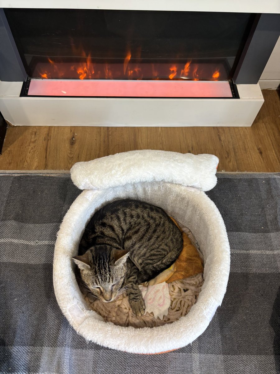 purrsandbeansnz's tweet photo. The end of summer and sudden cold snap definitely calls for ra-meown in front of the fire 🍜🐾 

#summerisover #coldnights #catbed #purrsandbeans https://t.co/jb7E44BcJ6