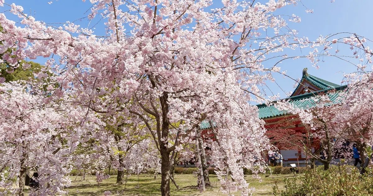 【大阪府お花見スポットまとめ】
・1枚目：造幣局 桜の通り抜け(大阪市北区)
・2枚目：大阪城公園(大阪市中央区)
・3枚目：万博記念公園(吹田市)
・4枚目：毛馬桜之宮公園(大阪市北区)
・花博記念公園 鶴見緑地(大阪市鶴見区)
・大阪天満宮(大阪市北区)
・扇町公園(大阪市北区)