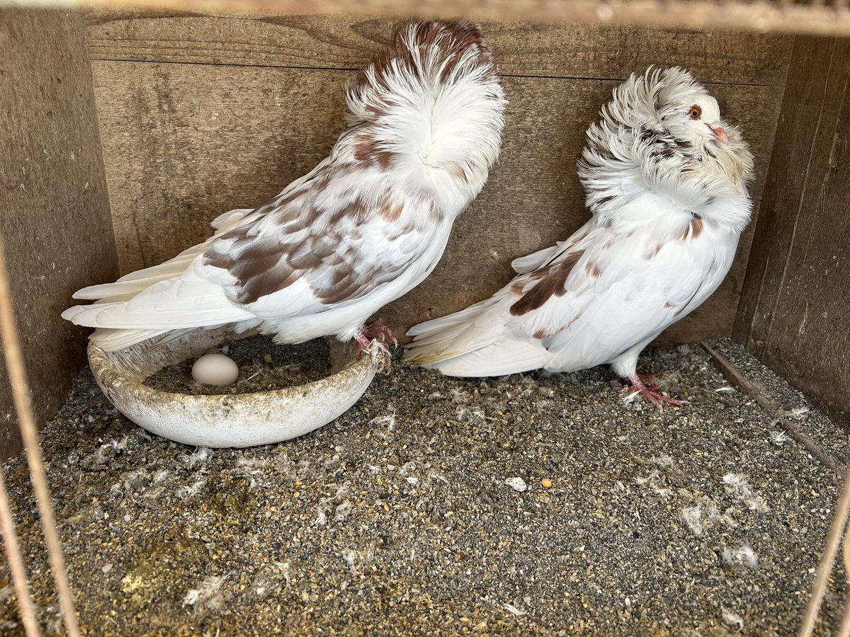 ushiku_bird's tweet image. #今日の1鳥　
#ハト
#ジャコビン

こちらの二羽もなんとなーくオスメスかなと群れから分けてみましたが、大当たりだったようで。
ん〜見た目でオスメスのわからない種類って、メスだよとはっきり言えないよね〜
牛久ペットセンターからメスで購入したのにオスになっちゃったら言ってください交換します