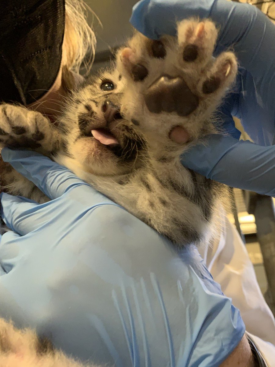 CatReviewer's tweet photo. we have reached 4000 snow leopard enthusiasts, thank you gang! stay sneppy! high-paw! https://t.co/6PoGJtvVHC