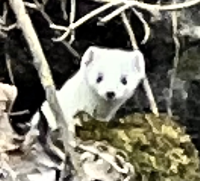 john_haenni's tweet image. BEAUTIFUL #creation of the world‘s CREATOR #nature peaceful #inspiration as a #singersongwriter #songsofcomfort 😊🎧🎶📲✅ fanlink.tv/not-the-end