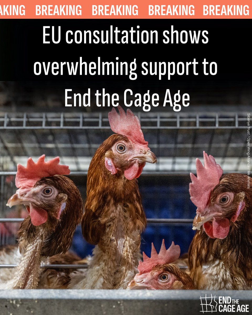 CIWF_Global's tweet photo. More than 190,000 people took part in the @EU_Commission's animal welfare consultation - the results are overwhelming:
🐔 99% say phasing out cages for hens &amp; pigs is important
🐇 98–99% want to end cages for calves, rabbits, ducks &amp; more
Read more:
https://t.co/YeR1OWjWj8 https://t.co/h76RHH8gUm