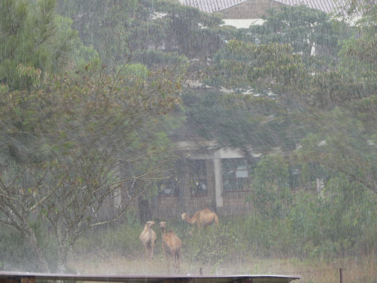 Photos for Trees Kenya🌳 tweet media