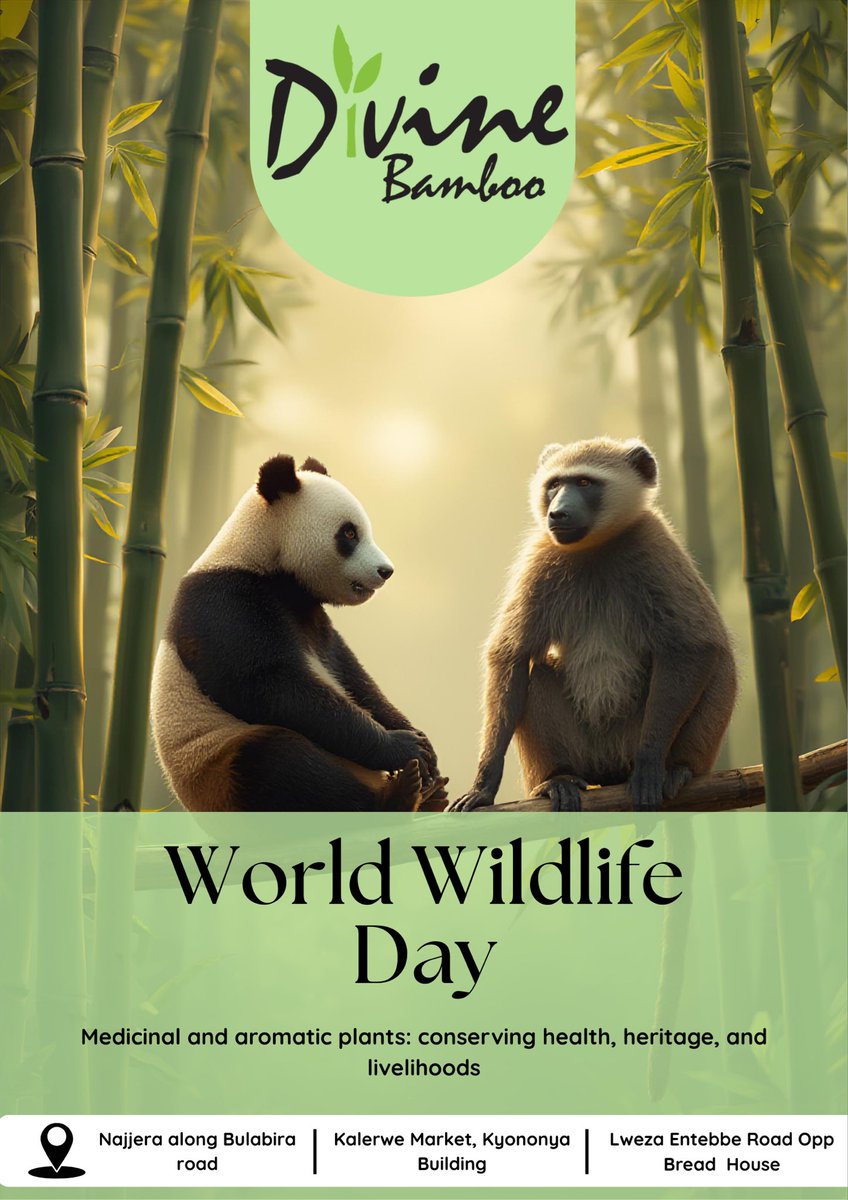 Divine Bamboo tweet media