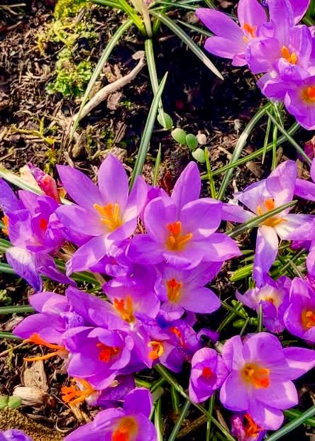 frenchscotjeff's tweet photo. My crocuses were waiting for the sun to bloom today.
They just opened their petals to reveal their hearts for all to admireโฆ
Magic Nature
โ๏ธ ๐๐ธ๐ โ๏ธ
#Spring
#Garden
#Flowersmakemehappy
#ColorADay #flowers #photohour #bloomscrolling #life #love https://t.co/oOZsUvtw2O