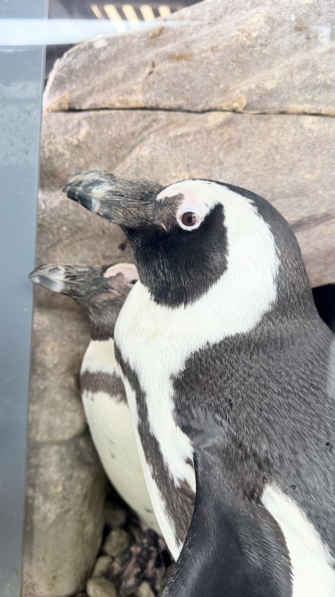 京都水族館。オオサンショウウオがたくさんいました(交雑個体が多い