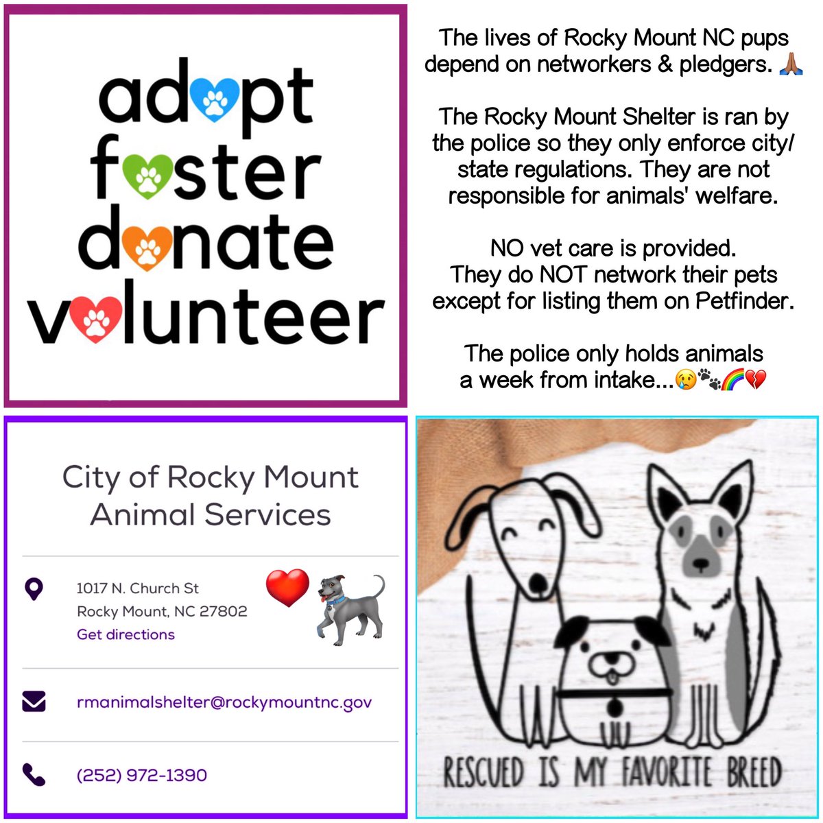 Amber, Belle & Kingston 🐾 tweet media