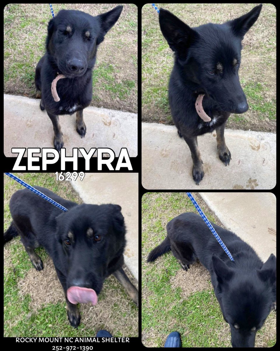 Amber, Belle & Kingston 🐾 tweet media