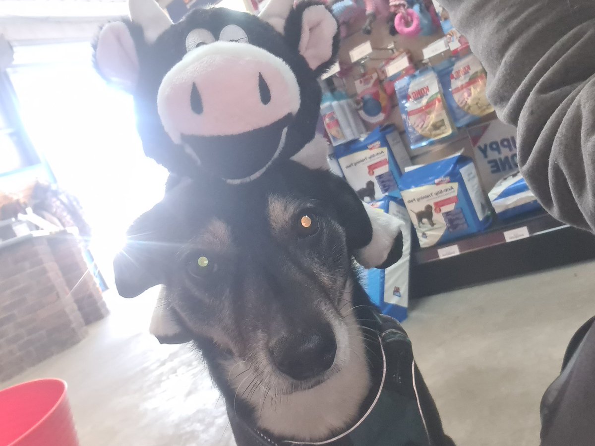 Not So SERIOUS Gaming tweet media