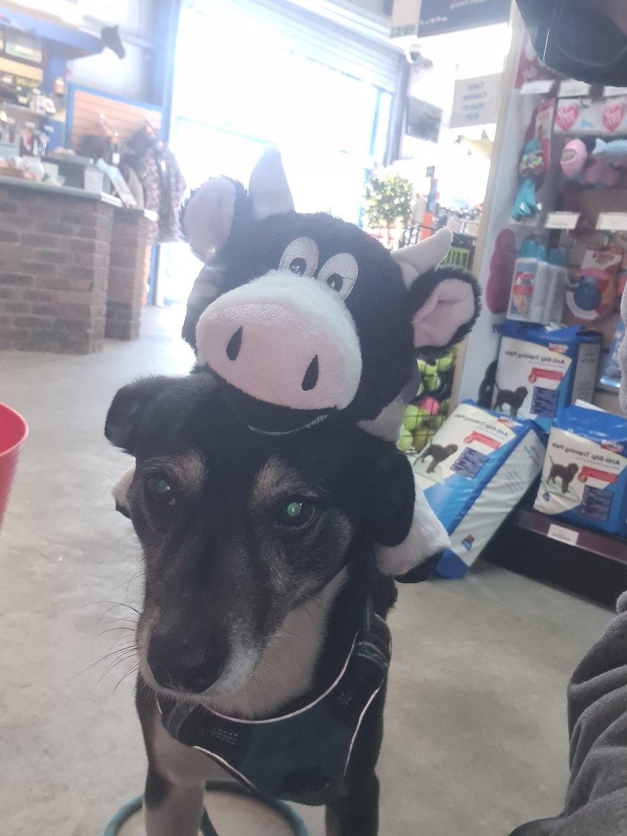 Not So SERIOUS Gaming tweet media