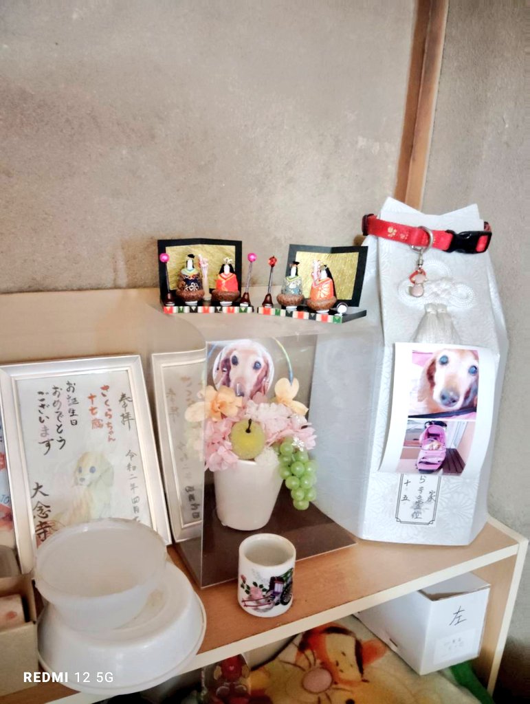 FamilyToki's tweet photo. 去年
お雛様を🎁して頂き😍
今年は😲
𓃠パンダのぬいぐるみが
届きました😍
ハチワレモドキの
パンダの模様に
ちゃんとしっぽも黒に😆

ホントに
ありがとうこざいます💕

今日は仕事なので
お雛様しまえない😥
お雛様
3/3過ぎても出してると
行き遅れるんですよね😥
🤔���分行き遅れてるか😅 https://t.co/2HcYh6zF7d