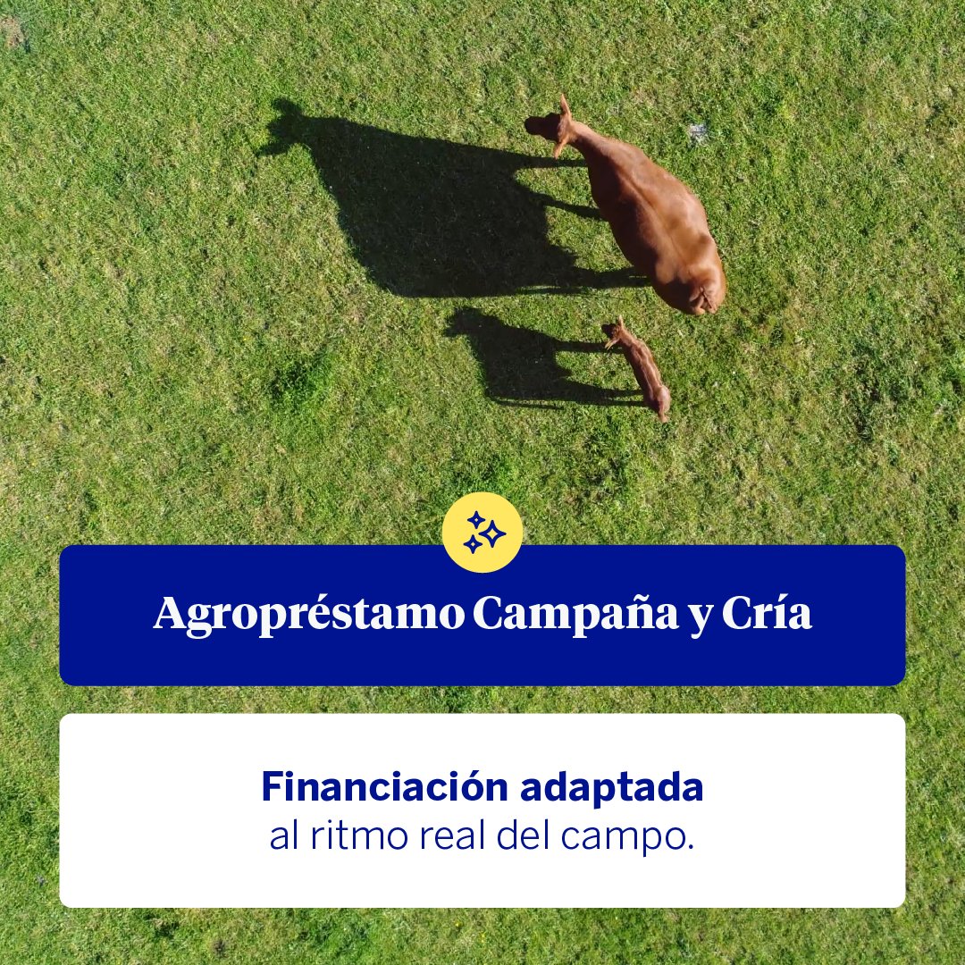 BBVA_espana's tweet photo. 🌾 Esta campaña #PAC2026, agricultores y ganaderos podrán acceder a un año sin coste de NAX SOLUTIONS, una app que analiza cultivos con imágenes vía satélite e #IA. https://t.co/P60PUFYAwy