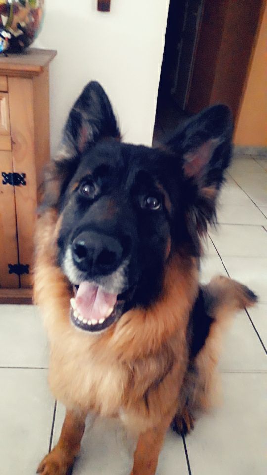 <a href="/irina3529/">Ирина А</a> Merci beaucoup mon amie Irina🦋💙une belle semaine remplie de bonheur 😘💫💫#bella🐺♥️🐾