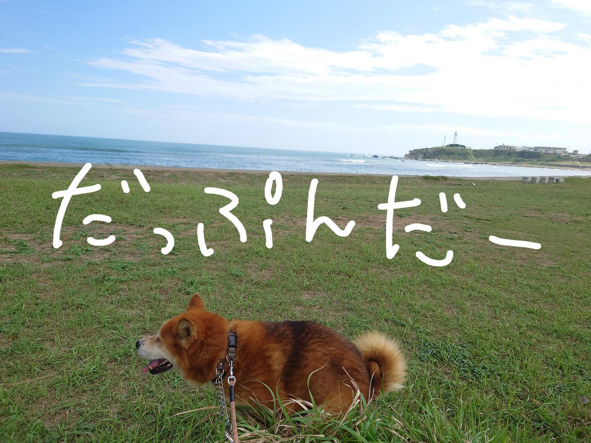 クラゲラン tweet media