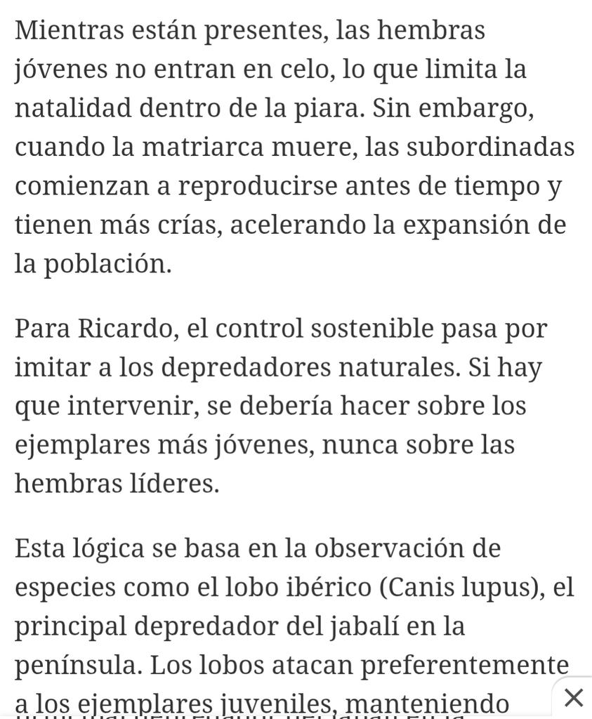 Un cetrero aragonés encuentra la clave para controlar la sobrepoblación de jabalíes: la solución no está en los cazadores: okdiario.com/naturaleza/cet…