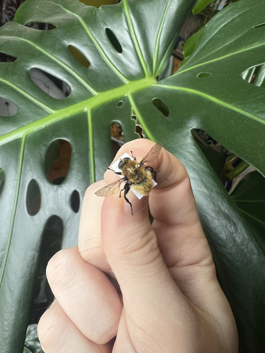 Pollinating London Together tweet media