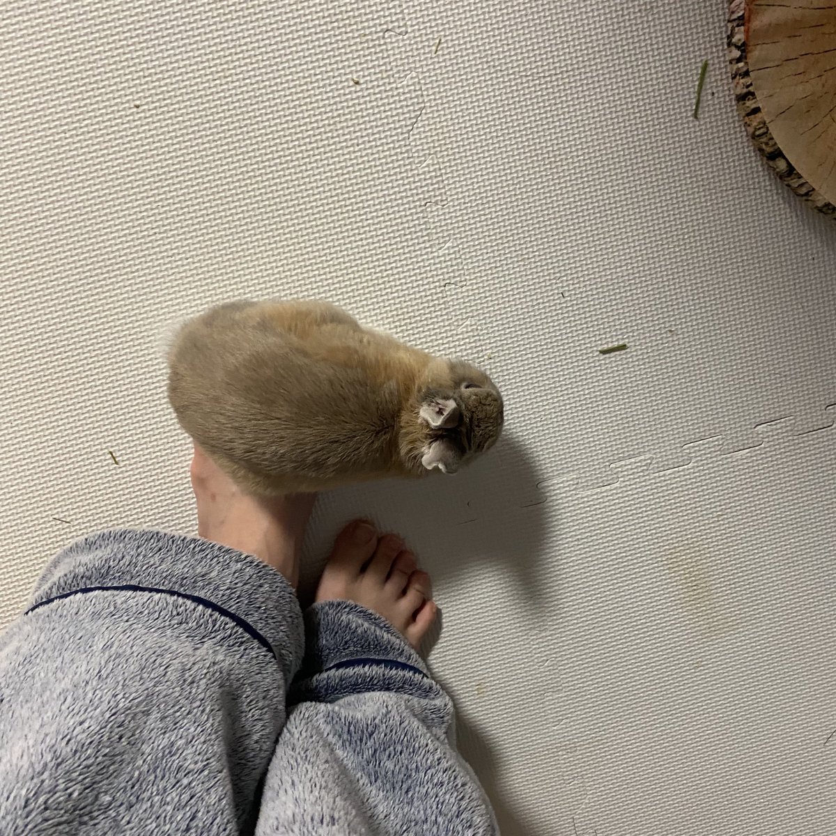 ぶんた (@coron_bunta) on Twitter photo 