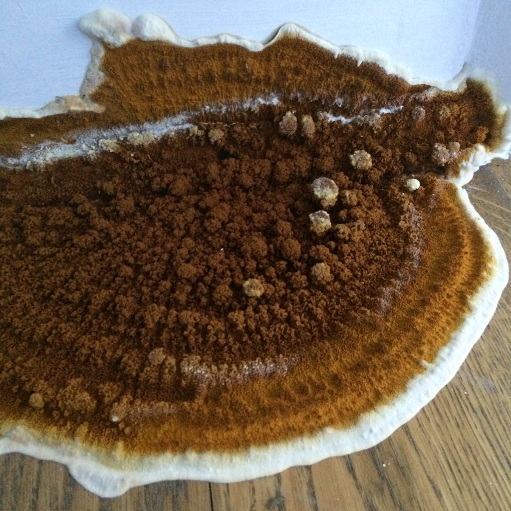 Timberwise tweet media