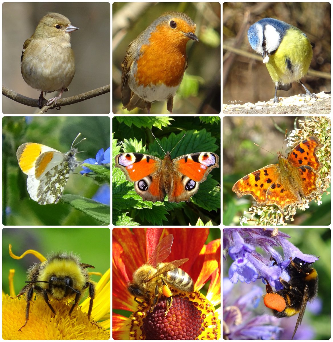 niaga_hijau's tweet image. Celebrating #WorldWildlifeDay
With some wonderful..
#birds #butterflies #bees
Female Chaffinch, Robin, Bluetit
Orange-tip, Peacock, Comma
Early Bumblebee, Honeybee,
🐝 with laden pollen basket.
#WildlifeConservation
#nature #wildlife #photography
Happy Day #naturelovers .. 🌱🧡🕊