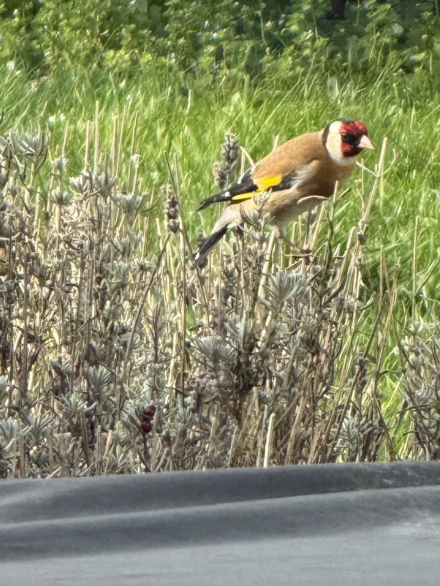 _KittyKat29's tweet photo. A beautiful goldfinch https://t.co/WiQBC5zGWJ