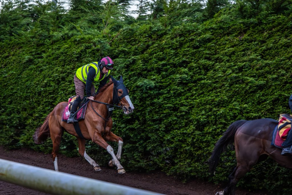 GoffsUK's tweet photo. A beautiful morning at Carriganóg Racing watching #GoffsSpring store grad TALK THE TALK on the gallops ahead of the Cheltenham Festival. 

#SpringLoaded | @JosephOBrien2 https://t.co/kBPWMJEzD9