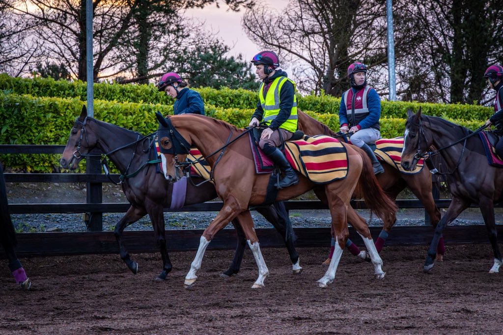 GoffsUK's tweet photo. A beautiful morning at Carriganóg Racing watching #GoffsSpring store grad TALK THE TALK on the gallops ahead of the Cheltenham Festival. 

#SpringLoaded | @JosephOBrien2 https://t.co/kBPWMJEzD9