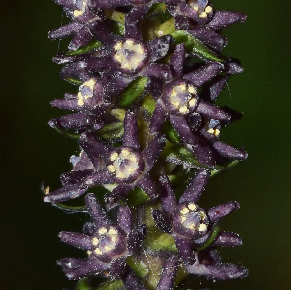 องค์การสวนพฤกษศาสตร์ tweet media