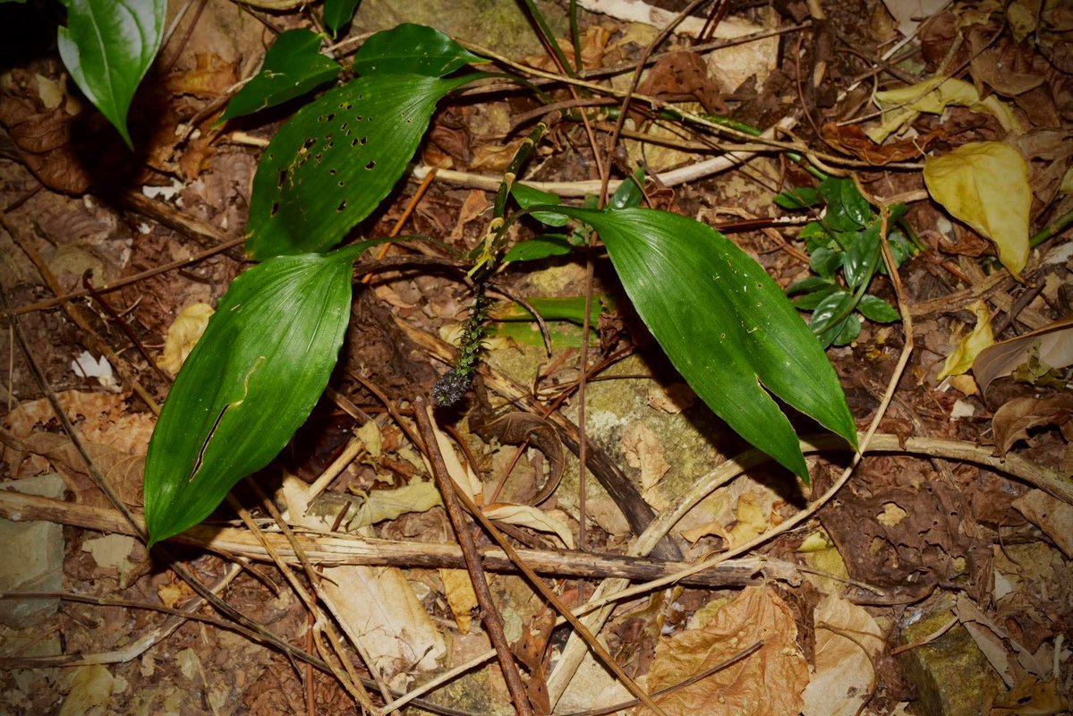 องค์การสวนพฤกษศาสตร์ tweet media