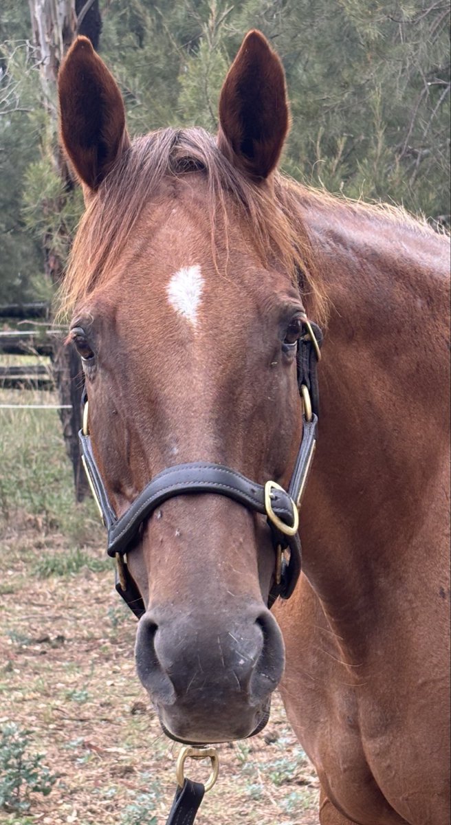 Caroline tweet media