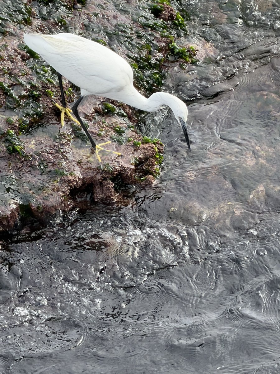 للمفارقة: قمتوا الدني و قعدتوها على ٦صورايخ انه كانت السبب ورا الحرب المتجددة( يلي ما خلصت أصلا) بس ما شفتوا دولتكم العتيدة يلي بإيدها عم بتقدم ارض الجنوب المقدس هدية للعدو الاسرائيلي!
#حروب_الآخرين #النعامة_راسها_في_الرمل 🦢