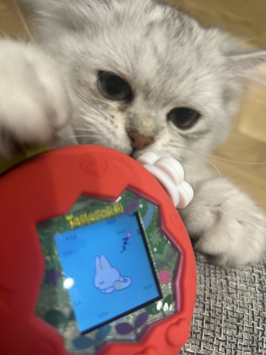 甘乃あもこ💛🌈🥖🌟 (@amoko_official) / Posts / X