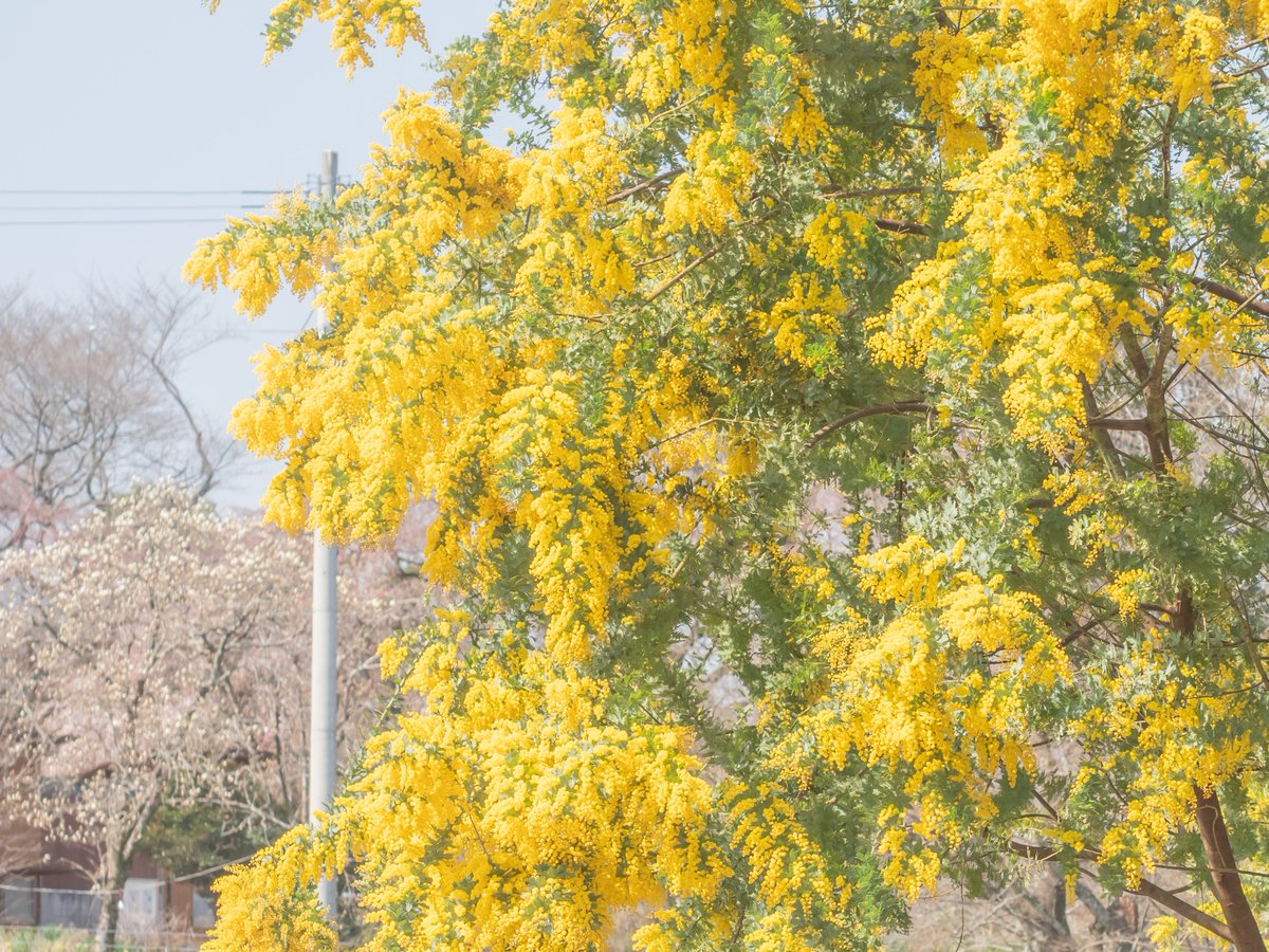 ミモザを見ると気持ちが明るくなる