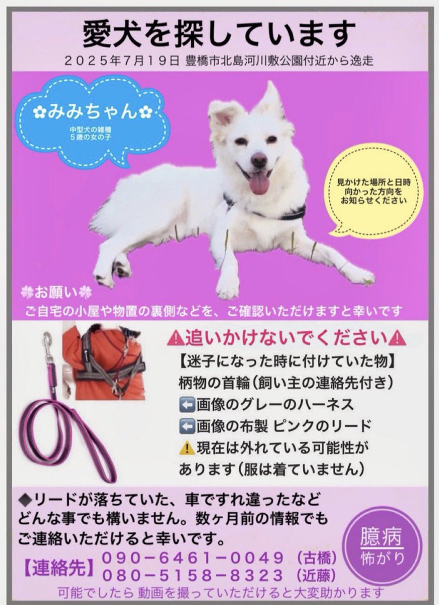 拡散希望　迷い犬
未だご家族が探しています
7月19日、豊橋市北島河川敷公園付近で行方不明に

名前：みみちゃん
5歳／中型犬の雑種／女の子
白い毛並みが特徴です
柄物の首輪（連絡先付き）
グレーのハーネス
を着用

連絡先
だいちゃん
<a href="/OOC2MQ9IRP8923/">だいちゃん</a> 
📞090-6461-0049古橋
📞080-5158-8323近近藤