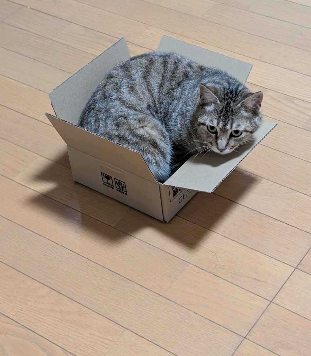 そのダンボールはさすがに小さいでしょ...