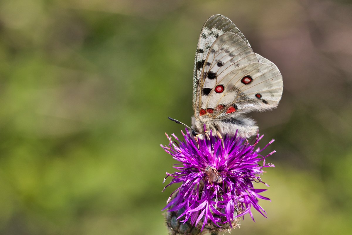 @DBIOSUnito tweet media