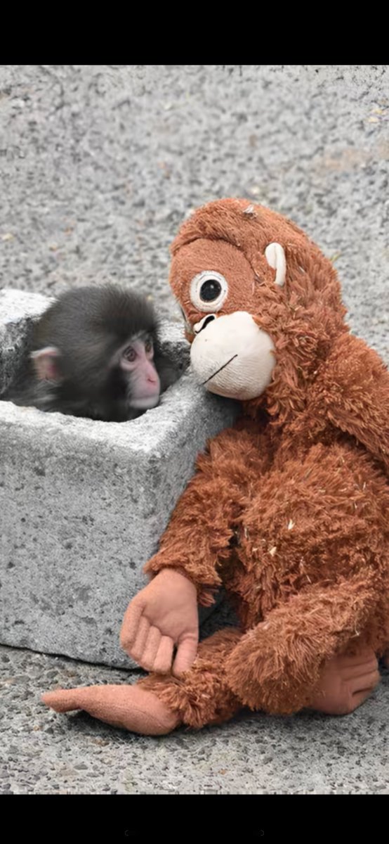 ☪弓月（ゆづき）☪ tweet media