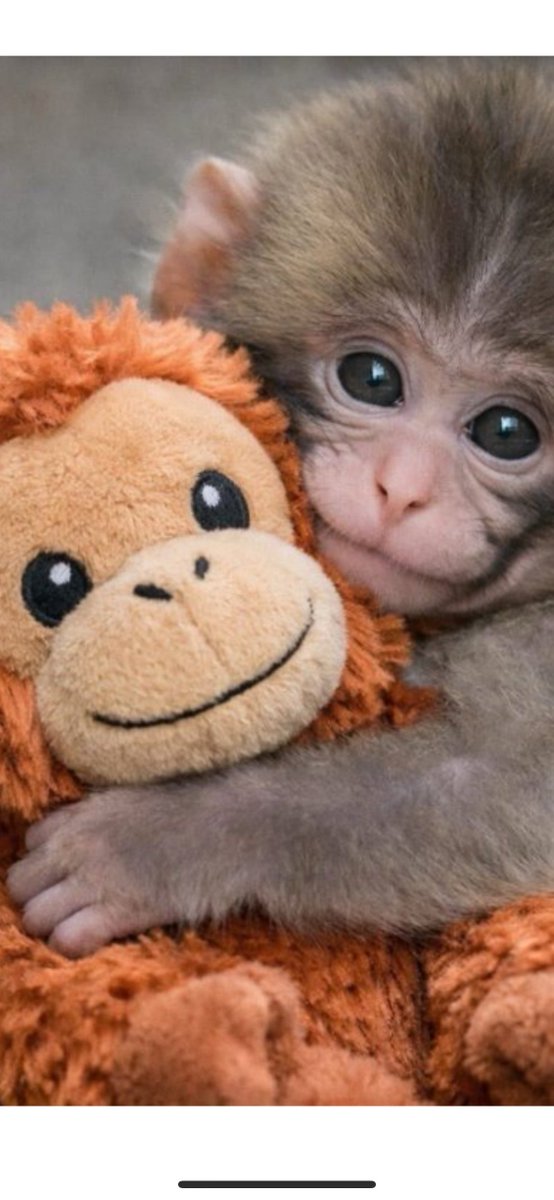 ☪弓月（ゆづき）☪ tweet media