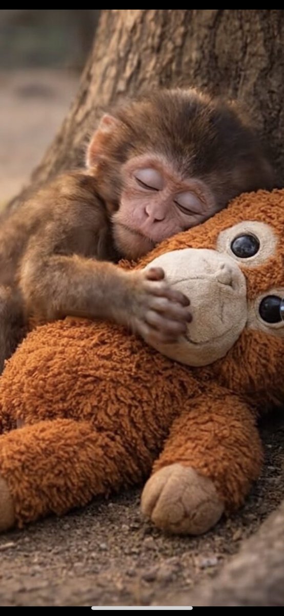 ☪弓月（ゆづき）☪ tweet media