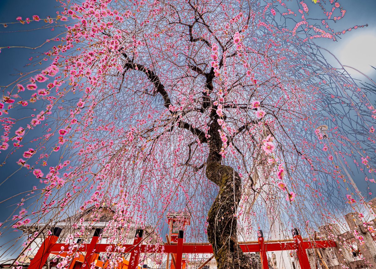 京都の春景色
　車折神社
#京都よきかな 
#京都の四季 
#京都の風景