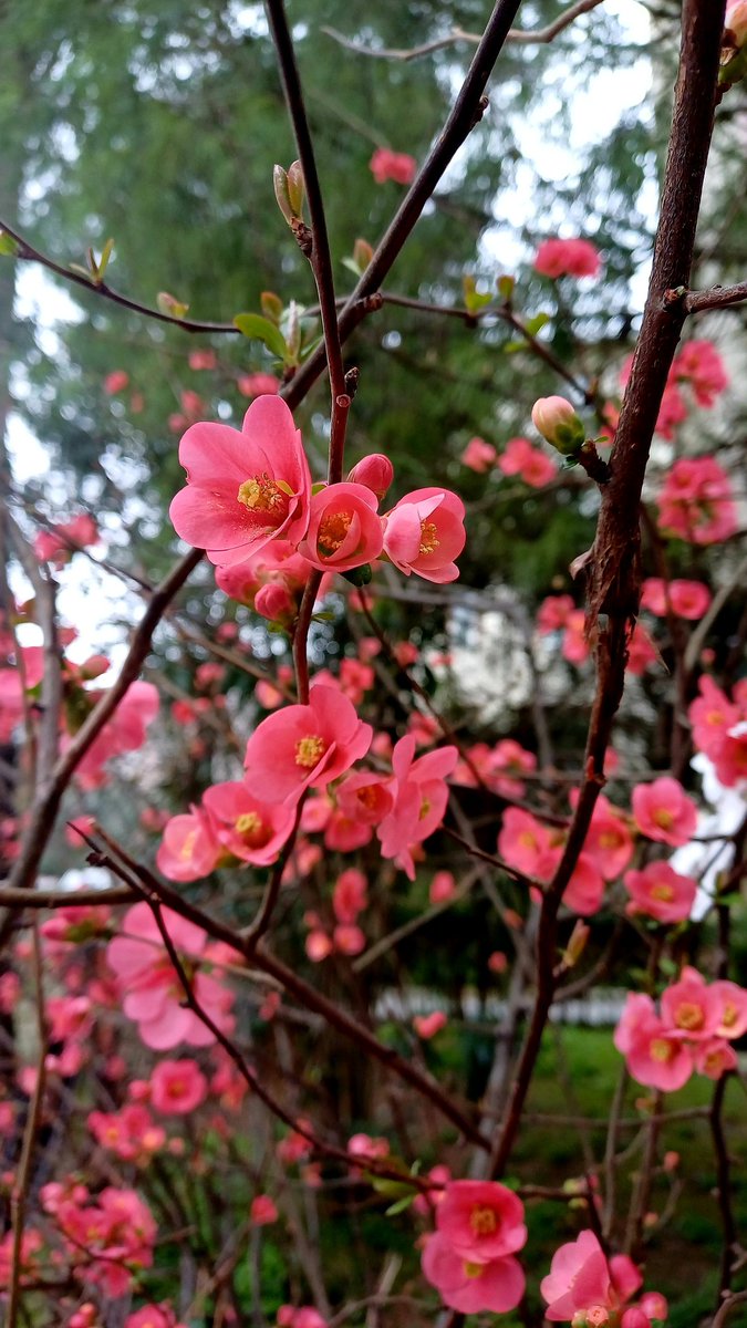 Çiçeklenen ağaçları görünce gülümsüyo insan 🥰
 ilkbahar neşesi 🌸🌿🌸🌿🌸