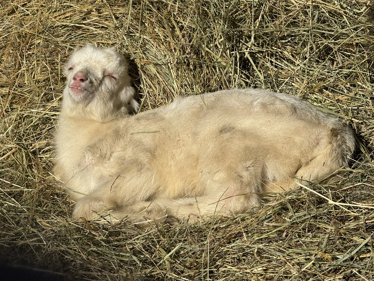 svenjo heyne ,@svenjo@climatejustice.social tweet media