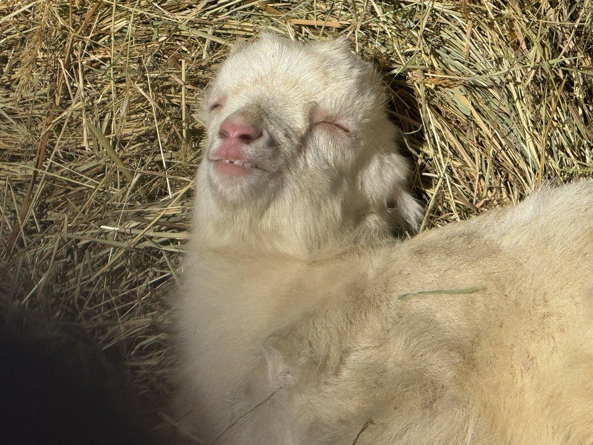 svenjo heyne ,@svenjo@climatejustice.social tweet media